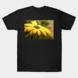 Osteospermum Sunny Asti T-Shirt